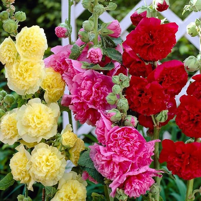 Hollyhock Double Flower Seed Mix Multicolor Terry Mallow Malva Alcea Rosea Climbing Rose 30+ Seeds for Planting Garden Flower Seeds