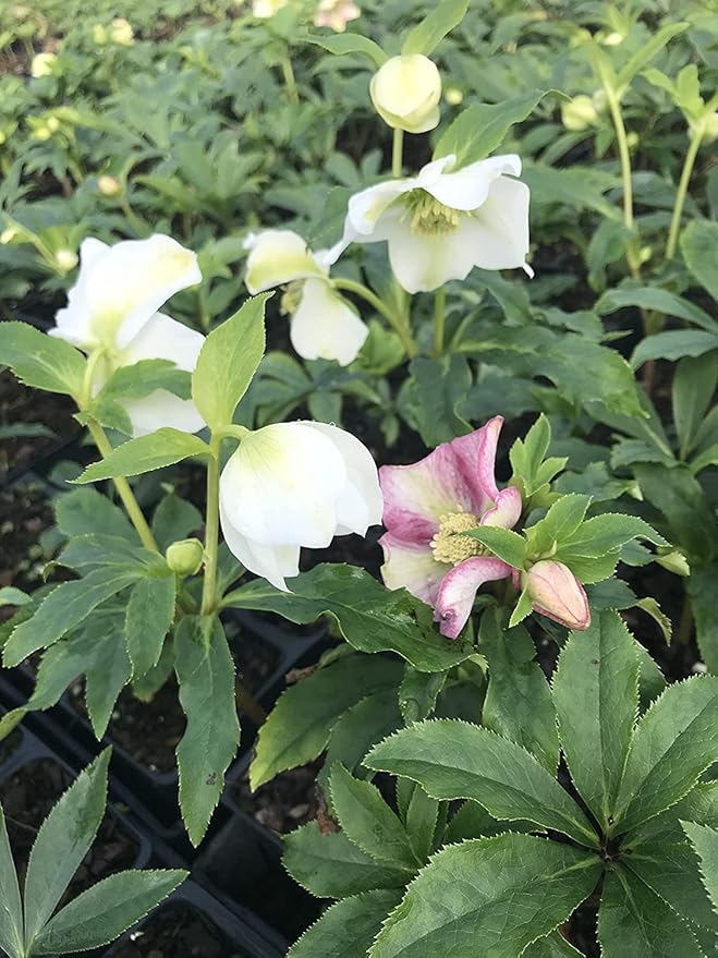 Lenten Rose/Hellebore Mix 5 Bareroot Plants Great for Fall Planting!!!