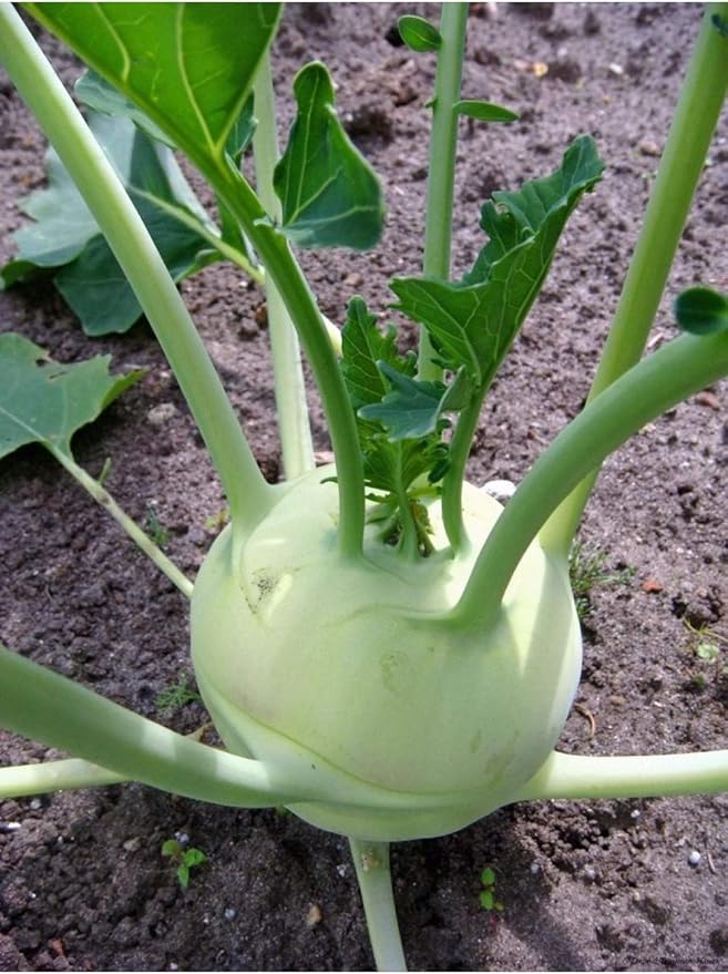 Seeds Vegetable Kohlrabi Giant Cabbage Biennial Green - 100 Seeds