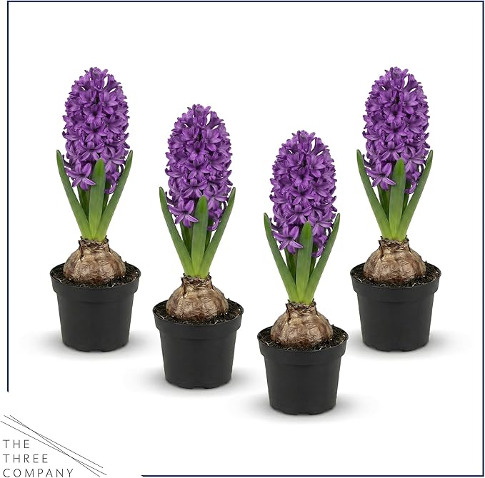 Live Flowering Hyacinth (4 Per Pack) - Purple, Beautiful Spring Bulbs, Ships Dormant in a 1 Pint Pot, Blooms in 2-3 Weeks