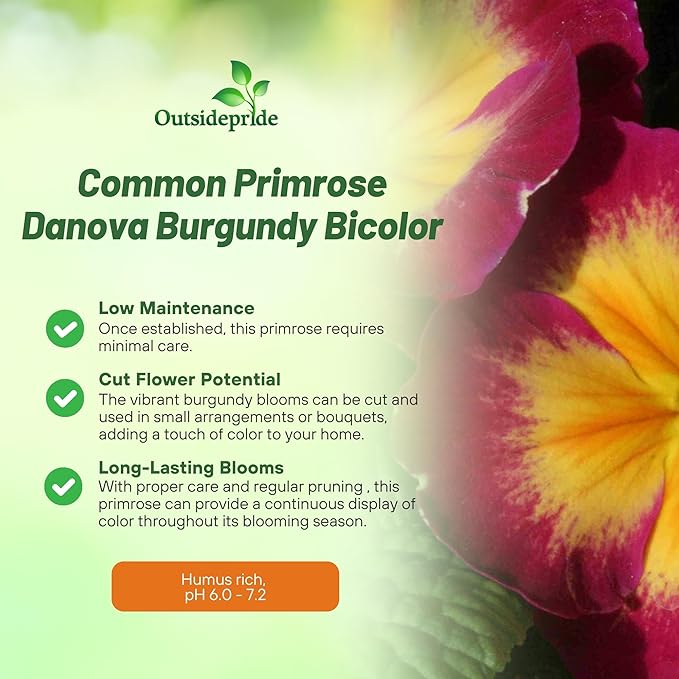 Outsidepride Danova Burgundy Bicolor Common Primrose Seeds - 25 Pcs Annual, Hardy, Easy to Grow & Low Maintenance Flower Seeds for Planting Vibrant Blooms, for Containers, Borders & Erosion Control