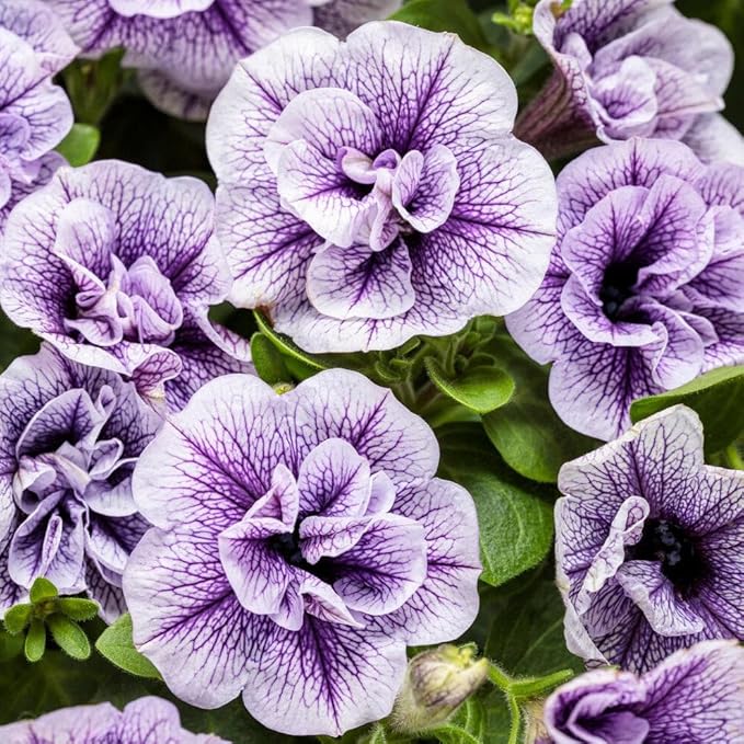320+Perennial Mixed Petunia Flower Seeds for Planting Outdoor Non-GMO Heirloom