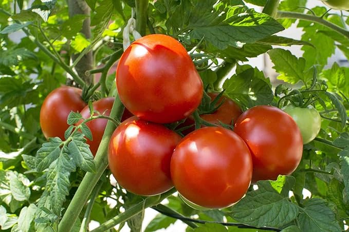 Seeds Vegetable Tomato Glory Red - 25 Seeds