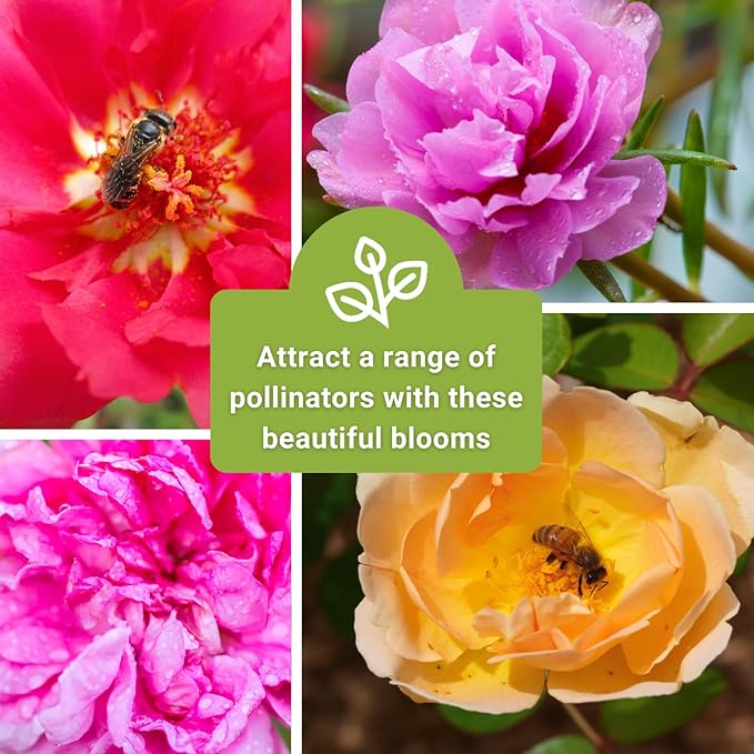 Sow Right Seeds - Moss Rose Seeds for Planting - Portulaca Grandiflora Mix - Double Flower Purslane - Non-GMO Heirloom Variety - Easy to Grow Outdoors - Colorful Annual for Garden & Containers (3)