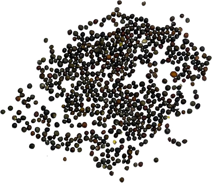 Seed Needs, Long Island Improved Brussels Sprout Seeds - 500 Heirloom Seeds for Planting Brassica oleracea - Non-GMO & Untreated for an Outdoor Garden (5 Packs)