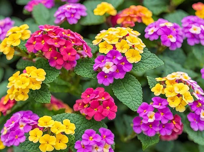 50+ Lantana Seeds: Vibrant Perennial Flowers for Summer Color