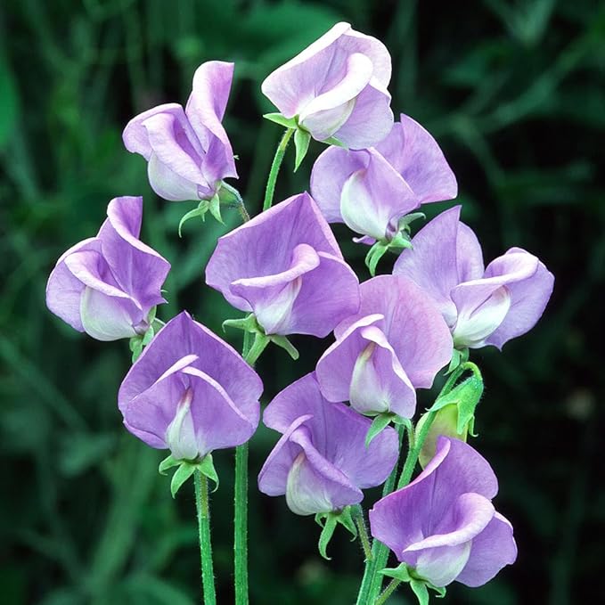 300+ Perennial Lathyrus Odoratus Flower Seeds for Planting Outdoors-Sweet Peas Vine Seed Annual Flower Seeds Fragrant Butterfly