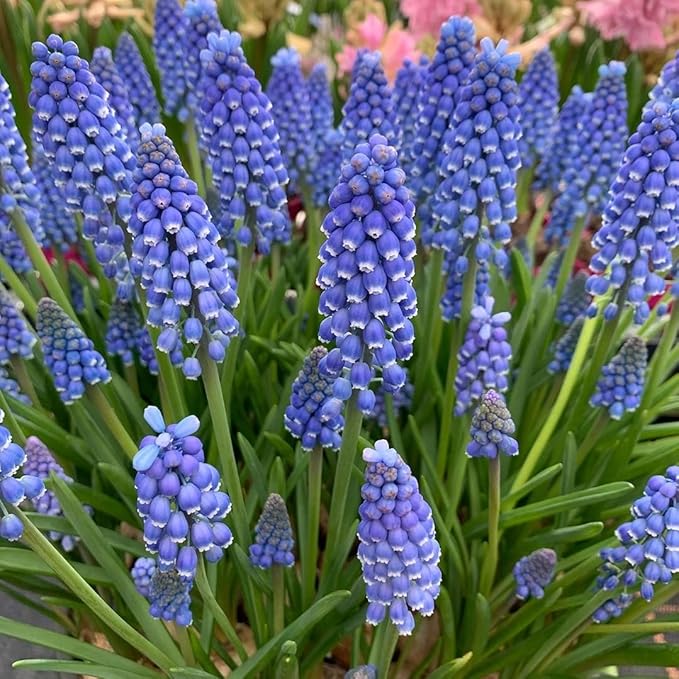 Votaniki Muscari Armeniacum Bulbs - Perennial Muscari 'Grape Hyacinths' | Fragrant & Bell Shaped Blue Flowers - Perfect Addition to Any Garden (65 Pack)