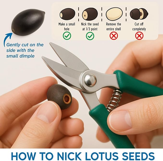 300pcs Lotus Seeds for Planting - 15 Unique Varieties Bonsai Bowl Lotus Seeds, Includes Detailed Planting Guide, Perfect for Ponds, Water Gardens & Gifts, High Germination, Easy to Grow