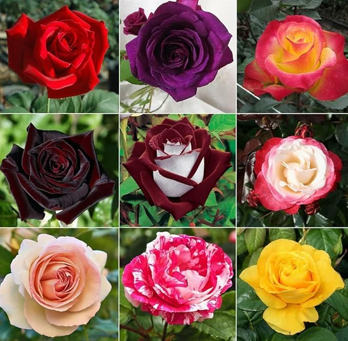 298+ Rose Seeds for Planting Outdoor & Indoor Garden, Perennial Heirloom Open Pollinated Flower Seeds, Non-GMO Hardy Easy Growing for Beginners & Gardeners