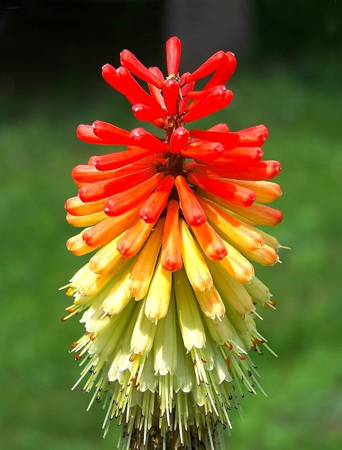 Seeds Kniphofia Red Poker 80 Seeds for Planting Torch Lily Poker Plant Tall Perennial Plant Non-GMO