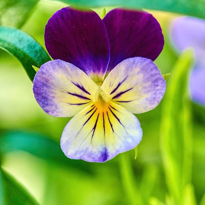 Seed Needs Johnny Jump Up Seeds for Planting Violas - Heirloom & Open Pollinated Flowers to Plant a Butterfly Garden Filled with Edible Blooms for Garnishing (1 Pack)