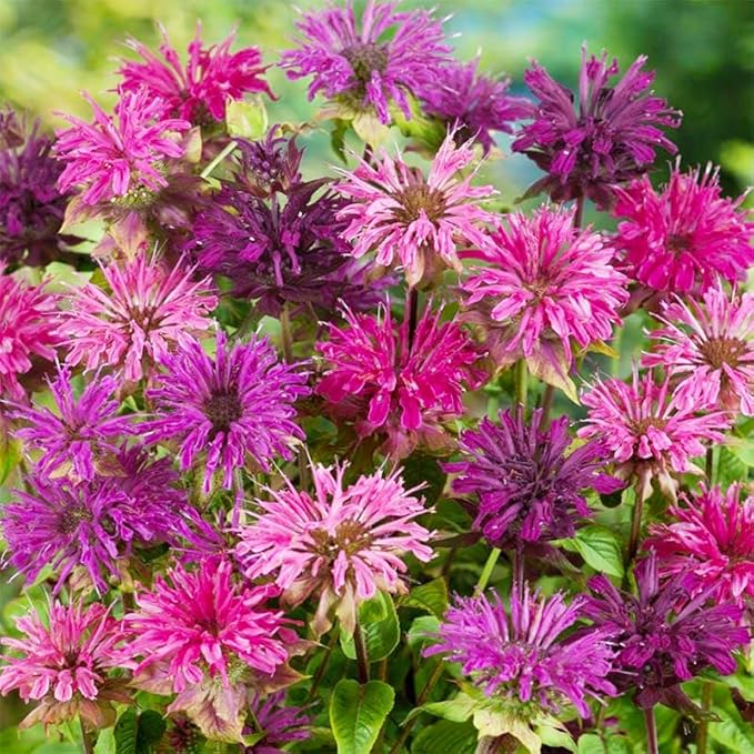 1100+ Perennial Mix Bee Balm Flower Seeds for Planting-Non-GMO Heirloom Plant Seeds Garden Outdoor