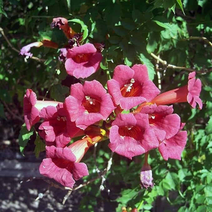 300+ Mixed Hummingbird Trumpet Vine Seeds for Planting - Non-GMO Seeds,Attract Hummingbirds & Butterflies for Outdoor Gardens
