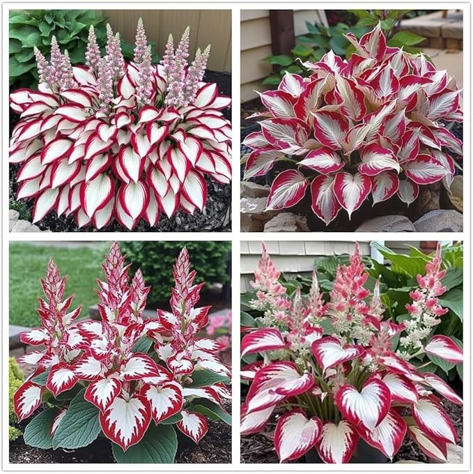 100+ Hosta Seeds for Planting Outdoors, Rare Perennial Flower Seeds, Shade Loving Hosta Plants for Garden Beds, Containers, Patios (White and Red)