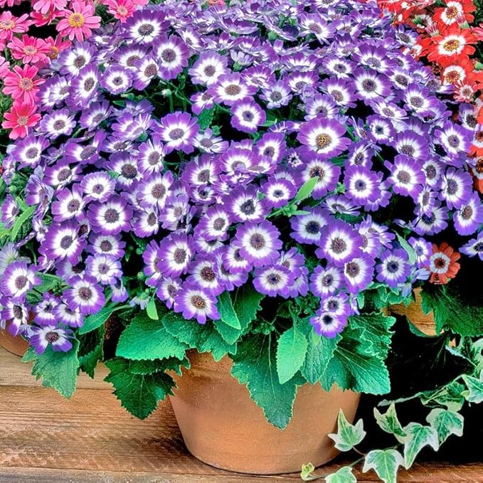 1000+ Perennial Mix Cineraria Flower Seeds for Planting Outdoor-Attracts Bees&Butterflies Non-GMO Heirloom