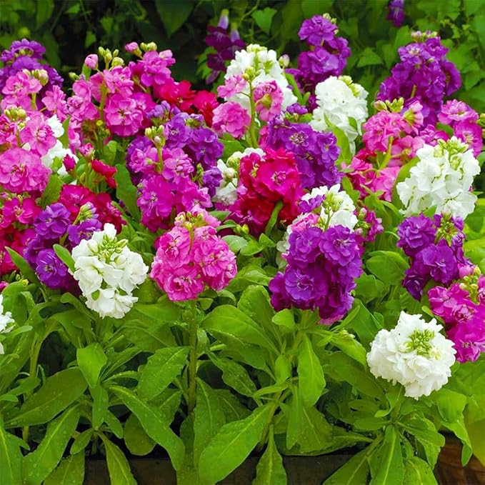 290+ Mix Matthiola Stock Flower Seed for Planting Outdoor-Mixed Matthiola Incana Flower Plant for Garden Home Non-GMO