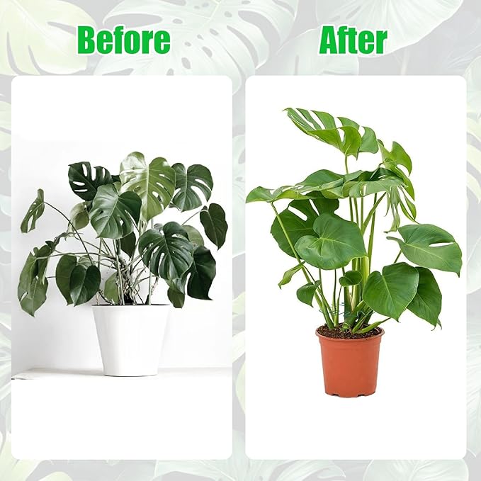 Hysagtek 6PCS Monstera Plant Support, Plant Stem Support Durable Monstera Stabilizer Grapple Holder, Turtle Shell Bamboo Clamp Set, Ideal Plant Support for Thriving Growth