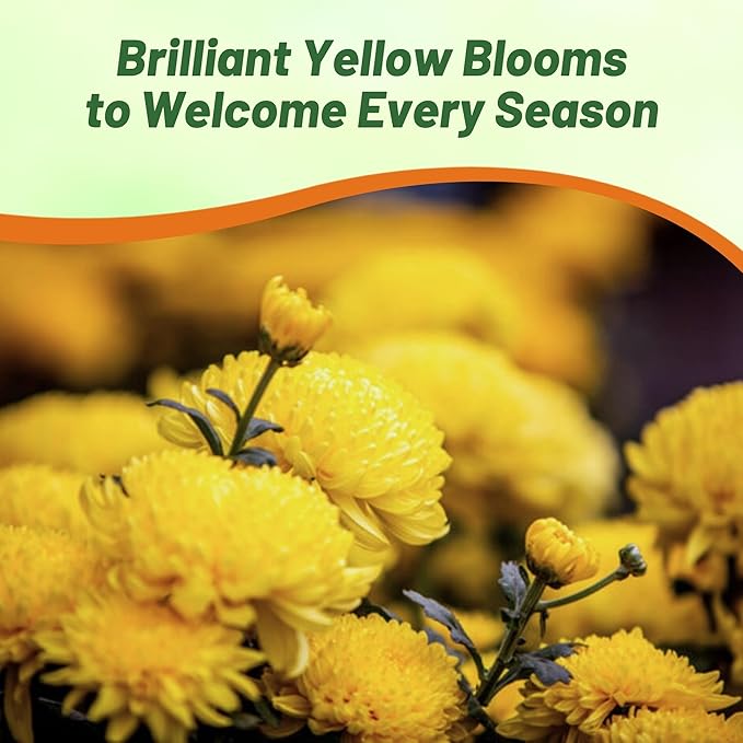 Outsidepride Paeony Aster Seeds - 1,000 Pcs Annual, Hardy & Pollinator Friendly Flower Seeds for Planting Vibrant Double Incurved Yellow Petals, Ideal for Meadows & Aesthetic Gardens