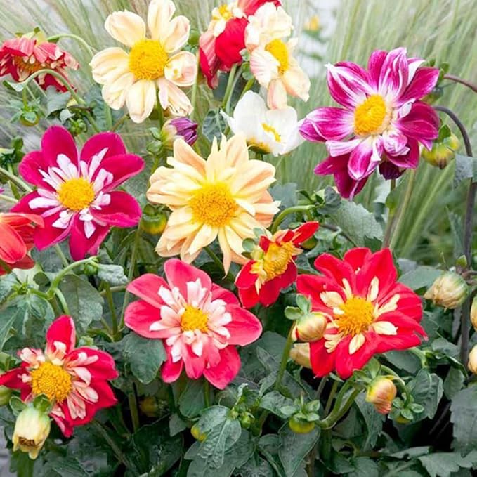100 X Mixed Dwarf Dahila Seeds for Planting Outdoor Grow Flowers in Pots Basket Gardens Multicolor Flowers Seeds