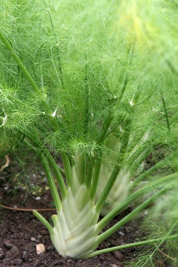 Fennel Seeds, SweetFennel is a Variety of Fennel, 500 Seeds, Fennel Seeds to Plant in Your Home Garden COOL BEANS n SPROUTS