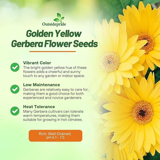 Outsidepride Golden Yellow Gerbera Seeds - 20 Pcs Perennial, Compact & Low Maintenance, Flower Seeds for Planting w/Dazzling Yellow Blooms, Ideal for Garden Landscaping & Cut Flower Arrangements