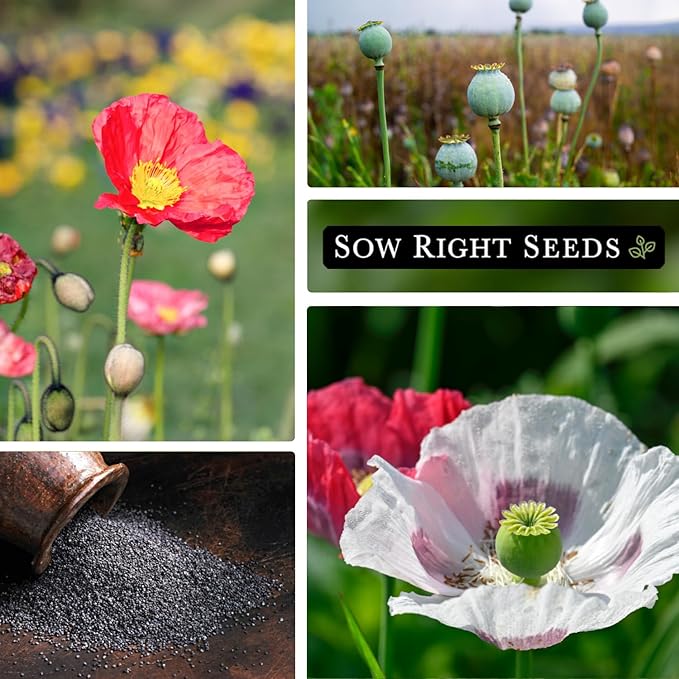 Sow Right Seeds - Mixed Corn Poppy Seeds for Planting - Non-GMO Heirloom Packet with Instructions to Grow a Wildflower Garden - Native, Self Sowing Perennial - Light Colored, Paper Like Blooms (1)