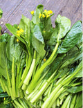 1000 Yu Choy Sum Seeds | 70D Improved Green Flowering Cabbage Bok Choy Chinese Broccoli Caitai Asian Vegetable Seed
