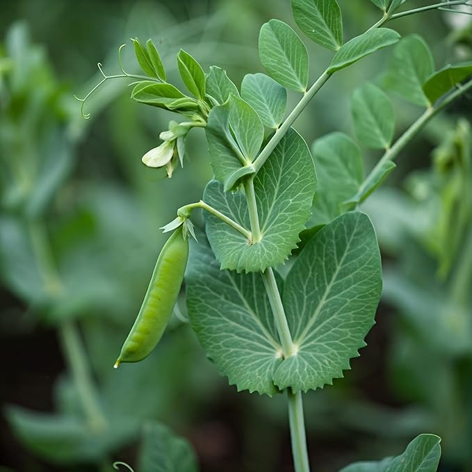 Seeds In A Cup - Plant Growing Kit-: Vegetable and Herb Growing Kit (Pea)