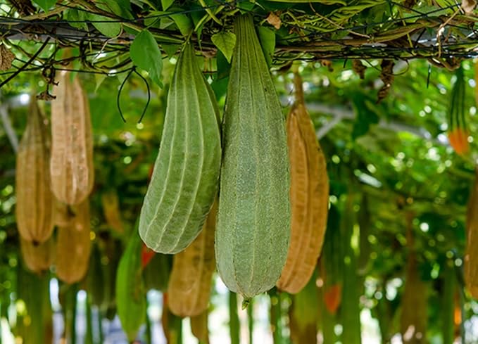Seeds Dishrag Gourd Smooth Luffa Sponge Rag Outdoor Heirloom Vegetable for Planting Non GMO