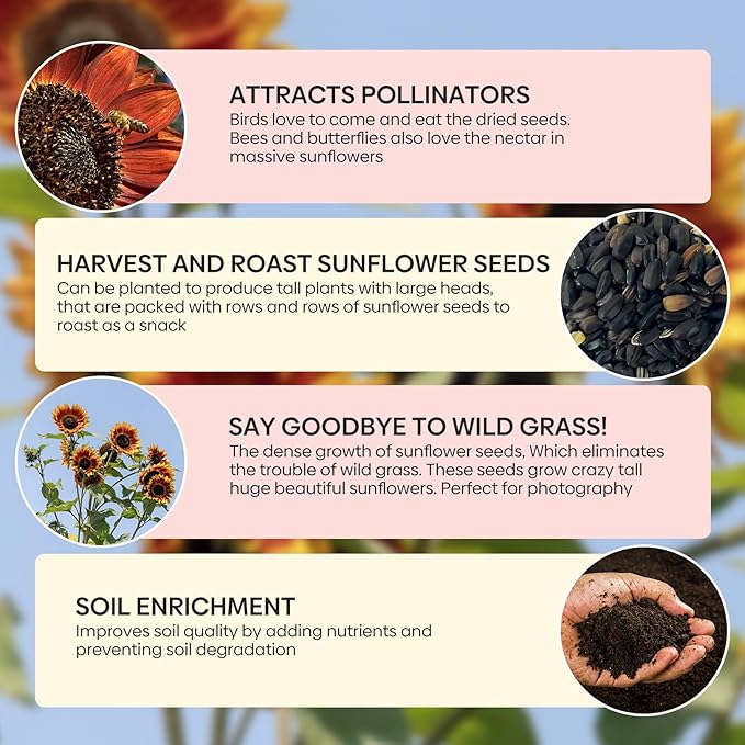 Groundio Chocolate Cherry Sunflower Seeds for Planting, 86+ Helianthus Annuus Seeds, 6-8ft Giant Non-GMO Burgundy Black Flower for Your Garden