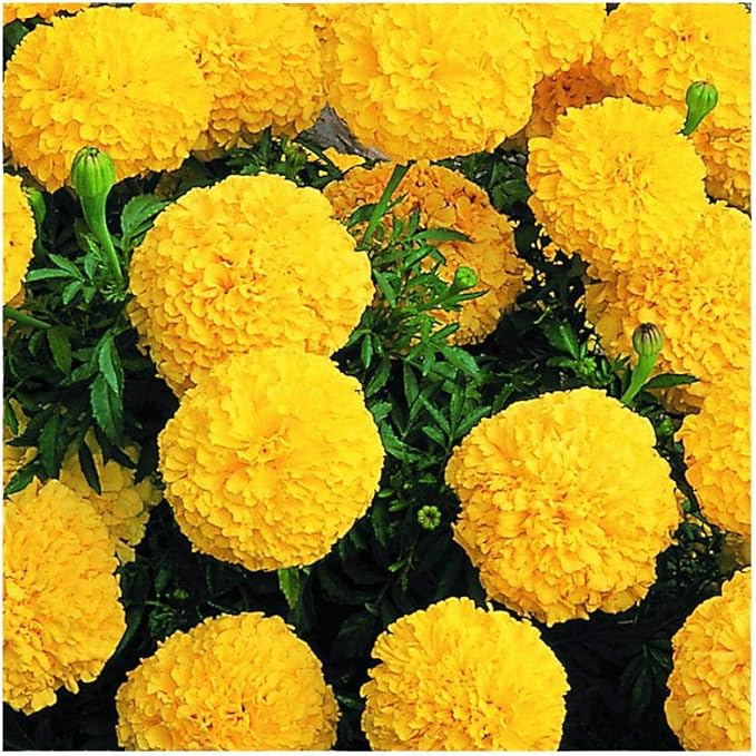 Park Seed Vibrant Inca II Yellow Hybrid Marigold Seeds – Early-Blooming 3–3.5 Inch Double Blooms, Compact 12-Inch Plants, Weather-Resistant & Long-Lasting Color for Gardens or Containers – Pack of 25