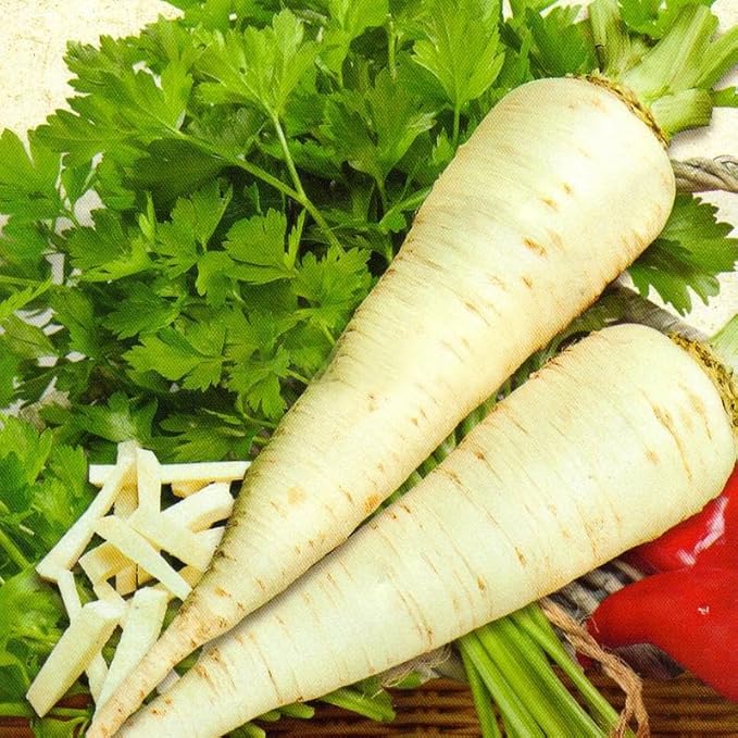 SeedsUP - 2000+ Seeds Sugar Root Parsley - 2000 Seeds - Vegetable Green
