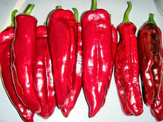 CEMEHA SEEDS - Seeds Giant Sweet Bell Pepper Red Horn Non GMO Vegetable for Planting