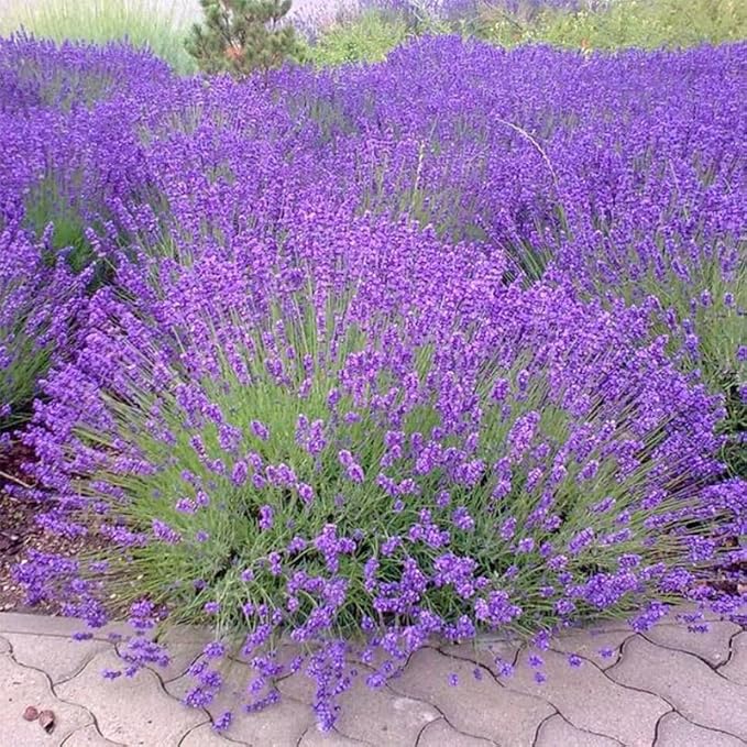 5000+ Lavender Flower Seeds for Planting - Perennial Hardy Fragrant Seeds for Gardens, Pots & Mass Planting
