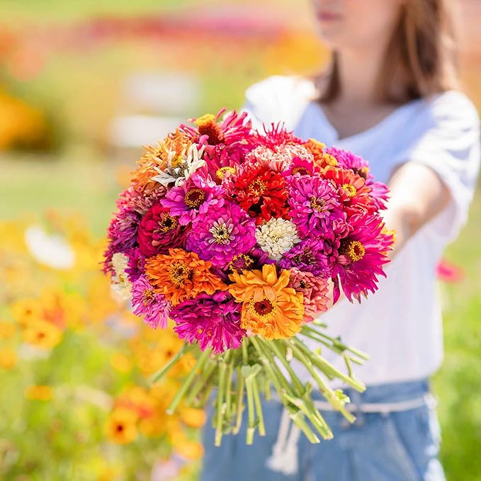 Eden Brothers Zinnia Seeds - Cactus Flowered, Non-GMO Seeds for Planting, 1 oz | Low-Maintenance Flower Seeds, Plant During Spring, Zones 3, 4, 5, 6, 7, 8, 9, 10