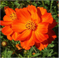 Red Crest Cosmos - Long Blooming Season