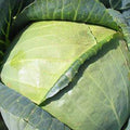 All Seasons Cabbage Seeds 1/4 LB ~26,000 Seeds - Heirloom, Non-GMO Vegetable Gardening & Microgreens Seed - AKA: Vandergaw, Novelty
