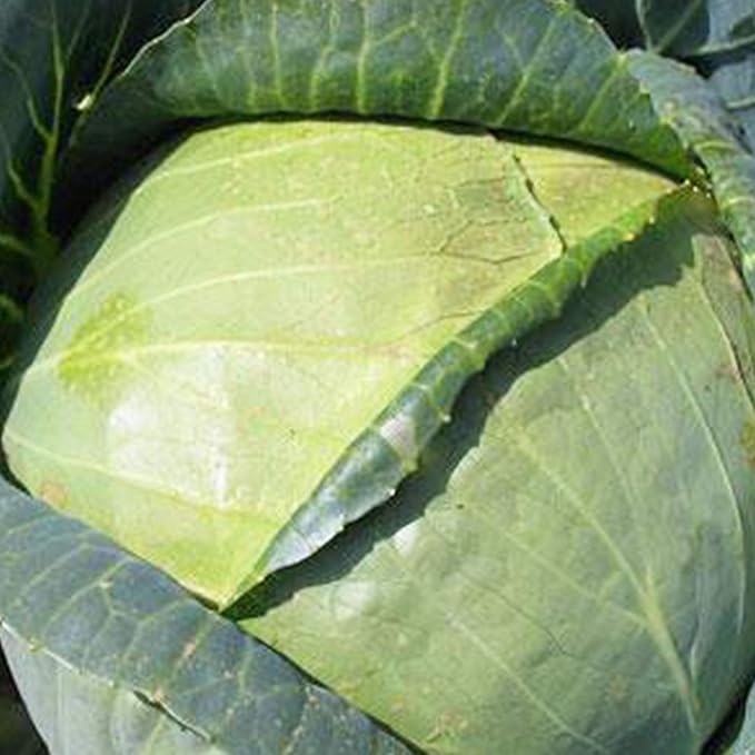 All Seasons Cabbage Seeds 1 LB ~104,000 Seeds - Heirloom, Non-GMO Vegetable Gardening & Microgreens Seed - AKA: Vandergaw, Novelty