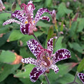 Raspberry Mousee Toad Lily (Hardy Japanese Lily) 1/pkg