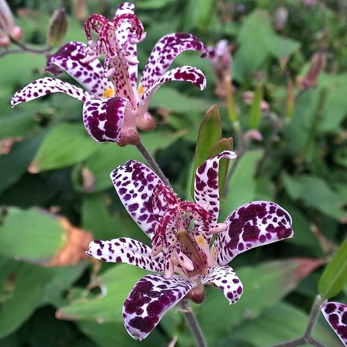 Raspberry Mousee Toad Lily (Hardy Japanese Lily) 1/pkg
