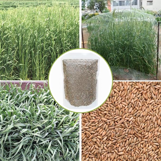 3 Pound Rye Cover Crop Seeds, Rye Grass Seeds for Lawn, Outdoor Growing, Fast-Growing Grass Seed