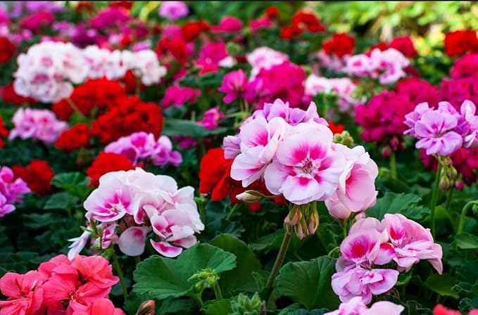 Perennial Bloom Flower Seeds Heirloom Non-GMO Geranium Mix 10+ Seeds Flowers Planting for Outdoor Indoor Potted Plants