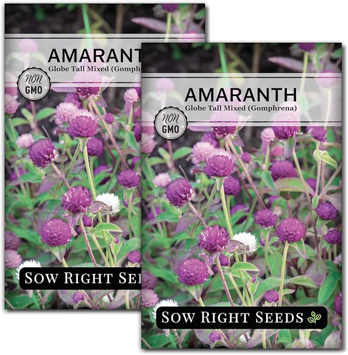 Sow Right Seeds - Tall Mixed Globe Amaranth Seeds for Planting - Non-GMO Heirloom Packet with Instructions to Grow an Outdoor Home Flower Garden - Gomphrena Pompom Flowers in Red, Pink, White (2)