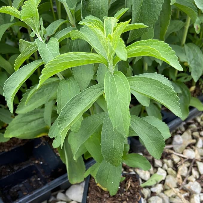 Pack 2 Stevia Plants Live, 4-7 Inches Tall, Fragrant Stevia Herb Ready to Grow Garden or Containers