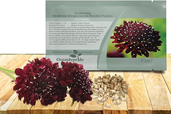 Outsidepride Double Purple Scabiosa Seeds - 400 Pcs Perennial Pincushion Flower Seeds That Attract Pollinators, Upright & Neat Growth Habit for Small Gardens, Borders, Containers, & Xeriscaping
