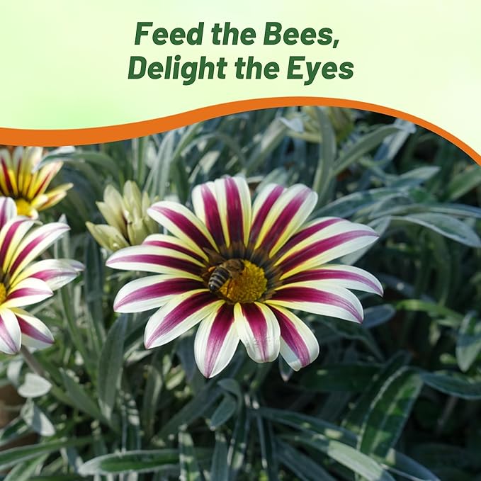 Outsidepride White Flame Gazania Seeds for Planting – 25 Pcs Perennial, Low-Maintenance, Drought-Tolerant Ground Cover Seeds for Vibrant Summer & Fall Flowers, Great for Outdoor Gardens