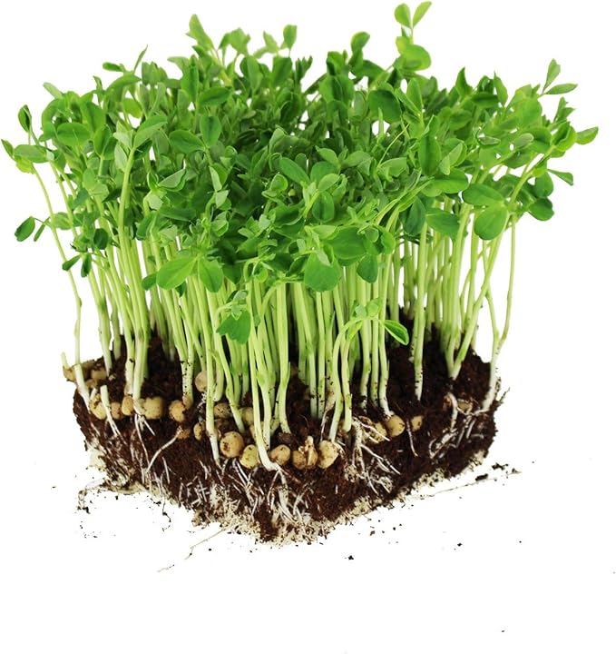 Dun Pea Seeds – 18 g LB Bulk – Non-GMO, High-Germination for Microgreens, Pea Shoots, Cover Crop, & Gardening – Sweet & Crisp Sprouts, Protein-Rich Fodder, Fast-Growing Green Manure, Soil Enrichment