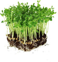 Dun Pea Seeds – 18 g LB Bulk – Non-GMO, High-Germination for Microgreens, Pea Shoots, Cover Crop, & Gardening – Sweet & Crisp Sprouts, Protein-Rich Fodder, Fast-Growing Green Manure, Soil Enrichment