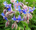 KIRA SEEDS - Seeds Borage - Annual Heirloom Herb - GMO Free